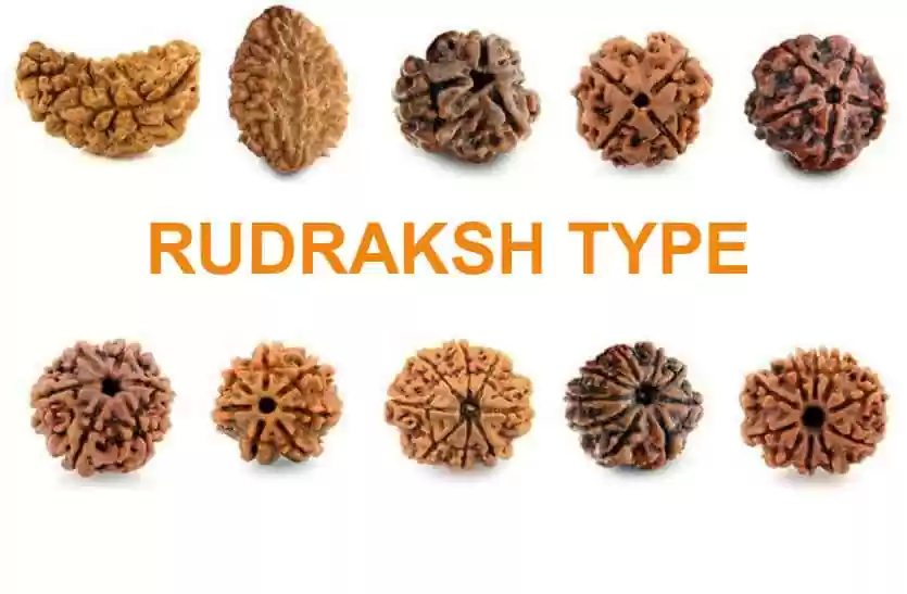 rudraksh type